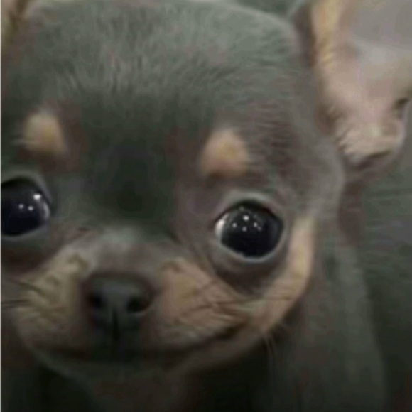 vllyy333